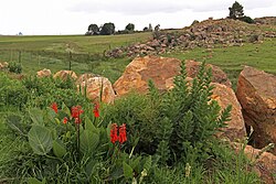 A farm near Carolina