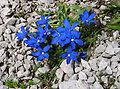 Gentiana orbicularis