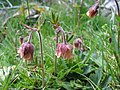 Geum rivale (humleblomster)