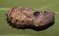 Pupa