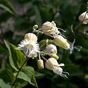 Silene multifida