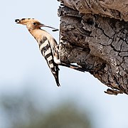 Kukutis (Iberijos pusiasalis)