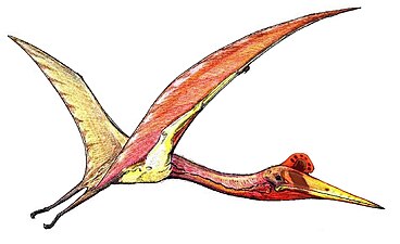 Restauració d'un Quetzalcoatlus volant