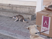 Chat terrorisé par un chien