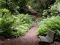 Redwood trail