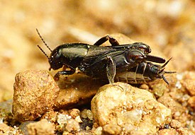 Триперст Tridactylidae sp., Юго-Западная Индия