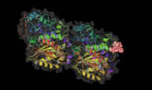 Binding site of vinblastine