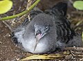 Juvenile, Kilauea, Kauai, Hawaii