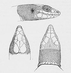 Description de l'image Anatololacerta danfordi.jpg.