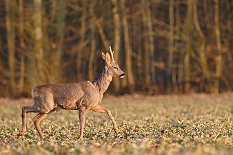 Roe deer