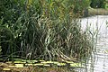 Pond near Riton's shack