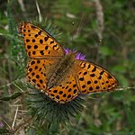 Storplettet perlemorsommerfugl Issoria lathonia