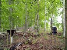 Raccoglitori di rifiuti a caduta e a caduta nel bosco di faggi a Thetford, East Anglia.