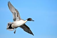 Male flying above Seedskadee National Wildlife Refuge in Wyoming