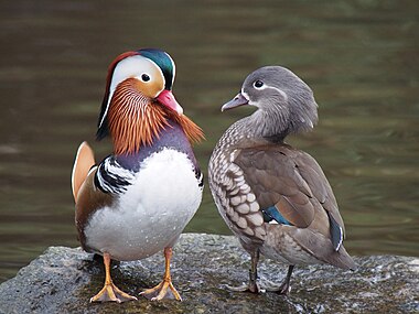 Mandarin duck