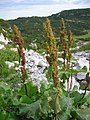 Rumex alpinus