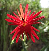 Silene laciniata