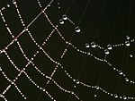 Detalle de una telaraña con gotas de rocío