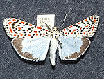 Utetheisa pulchella – Specimen