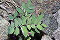 Лопат (Vicia americana)