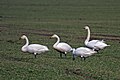 Trii Sjongswaanen (föör) an en Grat Swaan (rochts)