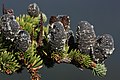 Image 11Pinaceae: unopened female cones of subalpine fir (Abies lasiocarpa) (from Conifer)