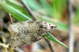 Acleris sparsana