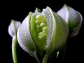 Developing Alstroemeria seed capsule cut open to reveal unripe seeds