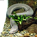 Amphiuma tridactylum