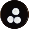 Aspergillus sepultus growing on MEAOX plate