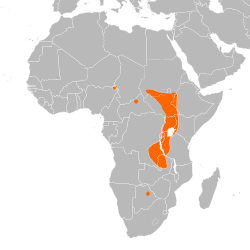 Distribución del picozapato