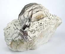 Boromuscovite-Lepidolite-ch38a.jpg