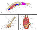 Image 32A. Lancelet (a chordate), B. Larval tunicate, C. Adult tunicate. Kowalevsky saw that the notochord (1) and gill slit (5) are shared by tunicates and vertebrates. (from Evolutionary developmental biology)