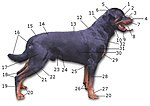 Miniatura para Anatomia canina