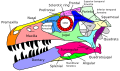 Dromaeosaurus skull in English