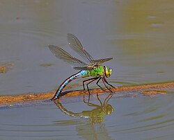 Königslibelle (von Merops)