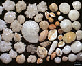 Foraminiferans (Retaria: Foraminifera)