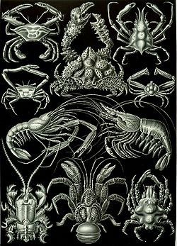 Crustáceos decápodes, do livro de Ernst Haeckel Artforms of Nature, 1904