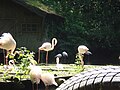 Flamingos