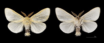 Le Liparis du saule ♂ à Crest-Voland - MHNT