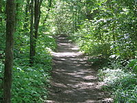 Natural trails through a forest