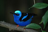 Red-legged Honeycreeper (male)