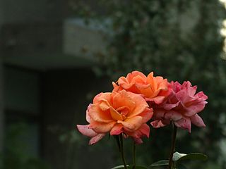 Un cultivar de Rosa chinensis