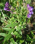 Thumbnail for Scutellaria baicalensis