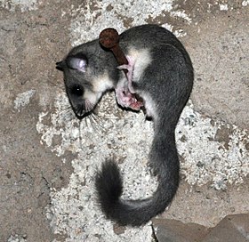 Arganaz Cinzento (Glis glis)