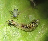 Larva de sírfido comendo un áfido.