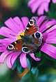 Peacock Butterfly, Inachis io.