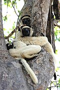 Black and white lemur