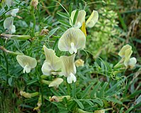 Vicia grandiflora