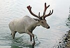 Barren ground caribou